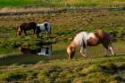 Iceland. Horse grazes on the green grasses in southern Iceland. Art Print
